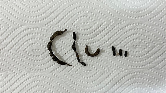 ハムスターの施錠なうんちと便秘が疑われるうんちの比較。