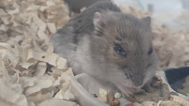 透明な目やにが出て片目が開きにくいハムスター