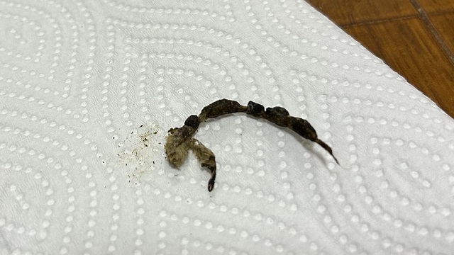 ハムスターの毛が詰まった便の写真