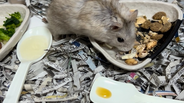 介護食としてペースト食を併用するハムスターの写真