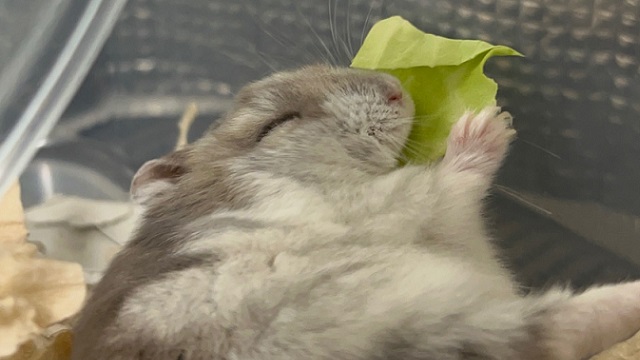 ハムスター ごはん