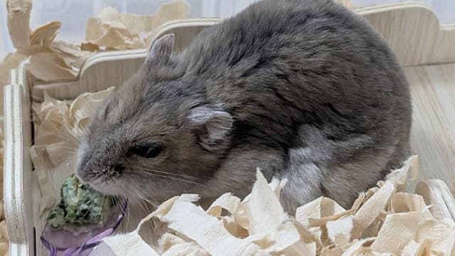 ハムスターが介護食を食べている写真