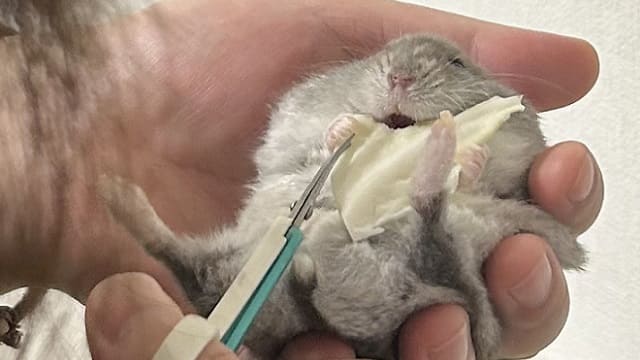 ごはんを食べている隙に自宅で爪を切っている様子