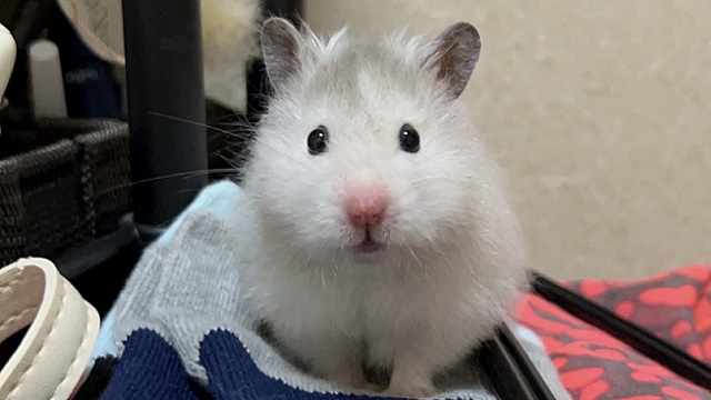 床材が原因ではげてしまったハムスター