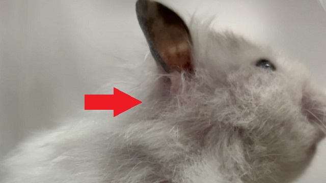 はげが気になり始めたハムスター