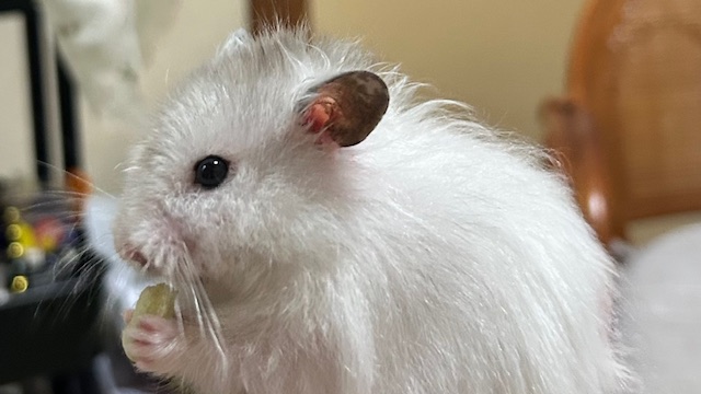 はげが治ったハムスター