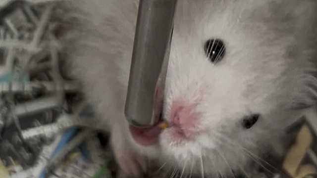 水を飲む姿も個性的なハムスター