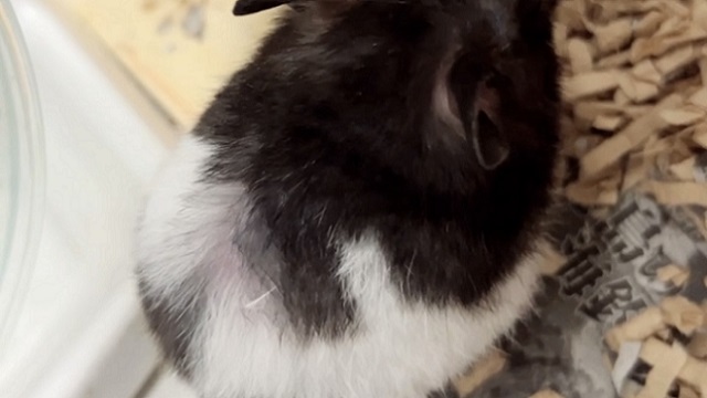 加齢でちょっとはげてきたハムスター