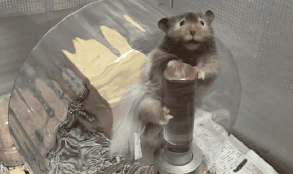 毛玉の生産ハムスター