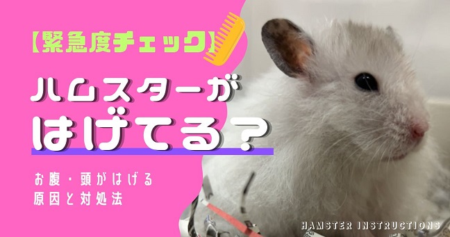 ハムスターのはげに関する記事のアイキャッチ
