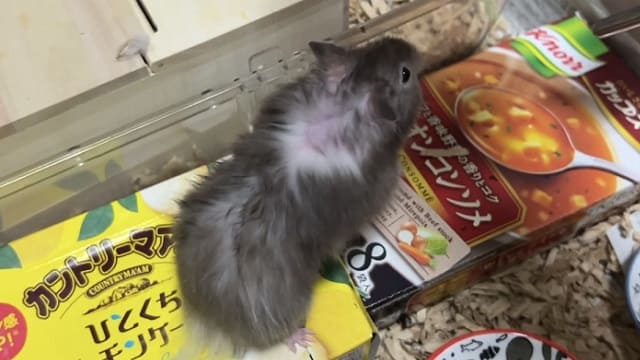お迎え10日後に環境変化ではげてしまったハムスター