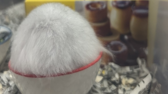 ふさふさな毛並みのハムスター