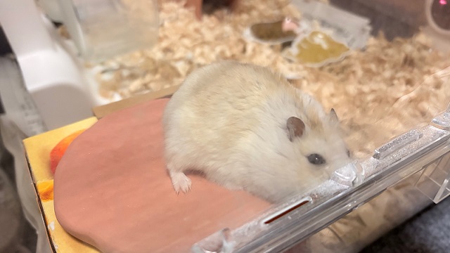爪のケア用品の上で遊ぶハムスター