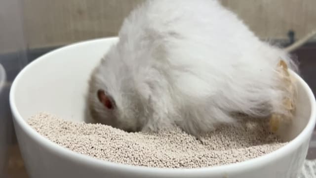 砂を掘ることで自然と爪を削る機会を作るハムスター