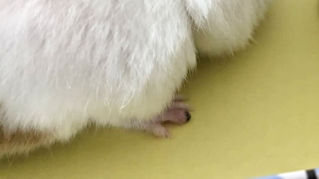 爪が折れた箇所を処置の後、指が腫れてしまった