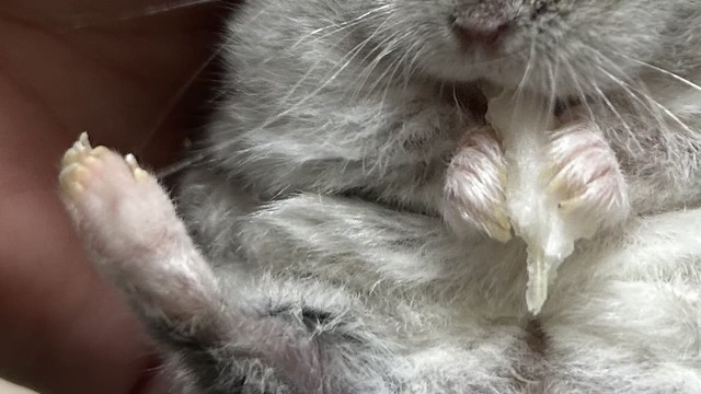 老化で硬く長く伸びた爪