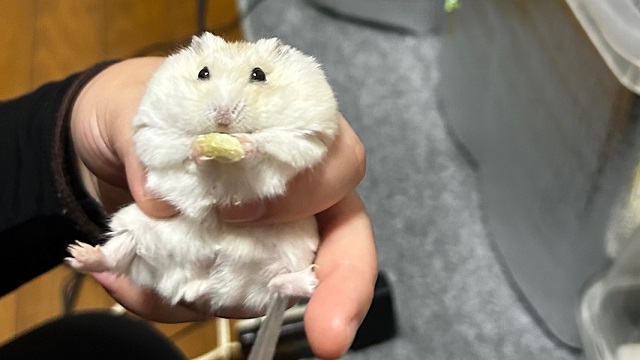 エサに夢中の間に爪切りされるハムスター