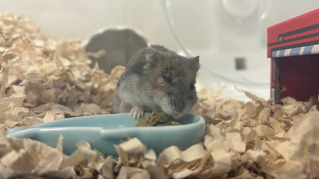 老化が目立ち始めたハムスター