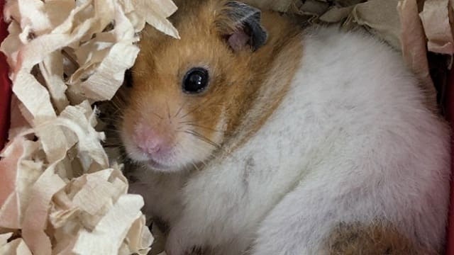 寝床でくつろぐハムスター