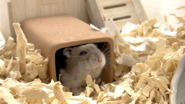 ハウスの出入り口に爪とぎを設置して通っている様子