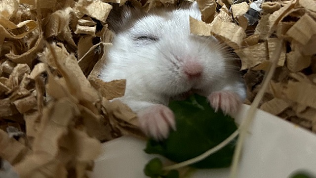 トイレ砂・巣材をよく掘って埋まっていたじゃじゃ馬ハムスター