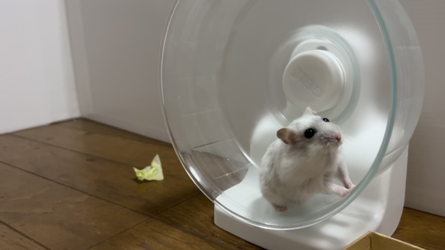 回し車で自然と爪とぎをしているハムスター