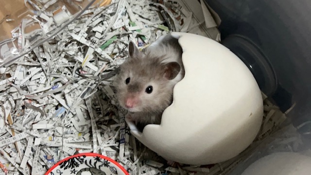 素焼きのハウスでくつろぐハムスター