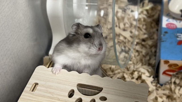 木製ハウスに登るハムスター