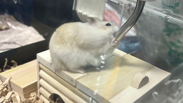 木製ハウスの上で水を飲むハムスター