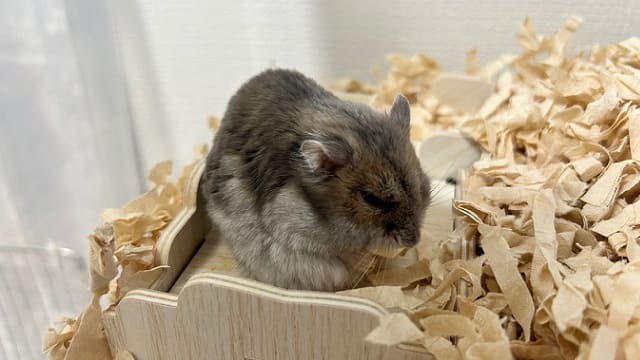 背骨の曲がりが目立ち始めた様子