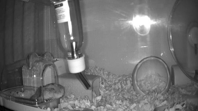 ペットカメラ越しのハムスターの様子