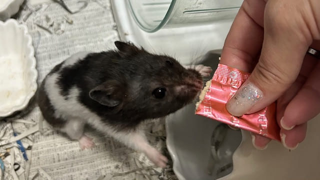 衰弱する前まで大好きだったチキンペーストを食べるハムスター