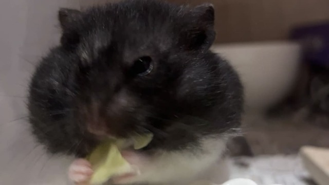 亡くなる1週間前のハムスター