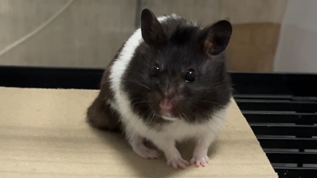 2歳6ヶ月の頃に老衰で旅立ったハムスター