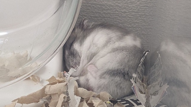 快適な温度で眠るハムスター