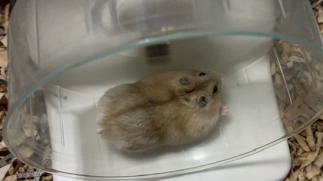 エアコンなしで少し暑そうなハムスター