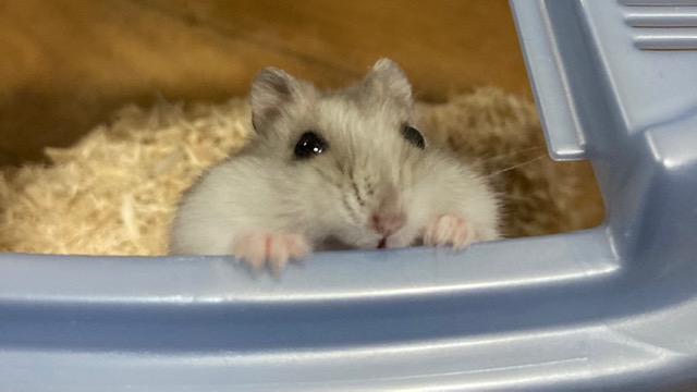 動物病院に行くときは移動用のキャリーで