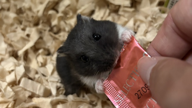 ごはんをもりもり食べるハムスターの写真
