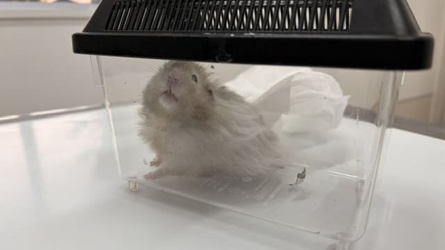 動物病院で診察中のハムスターの写真