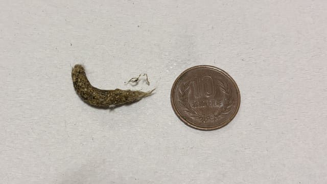 毛の塊を大量に含んだ実際に出たうんち