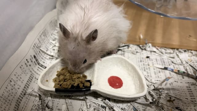 投薬2日目でふやかしたペレットを食べられるようになったハムスターの写真。