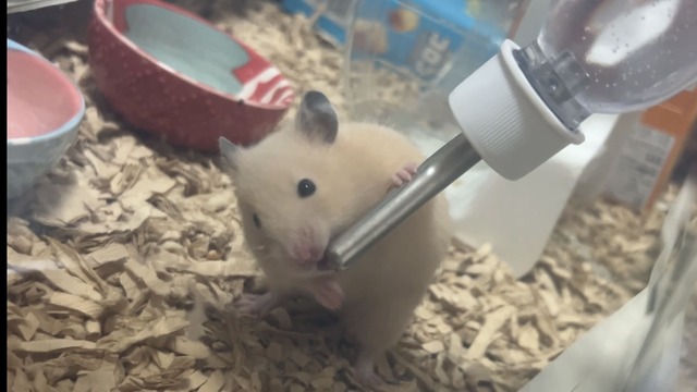 給水ボトルで水を飲む子どものハムスターの写真